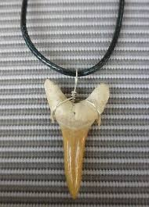 Large Shark Tooth Pendant
