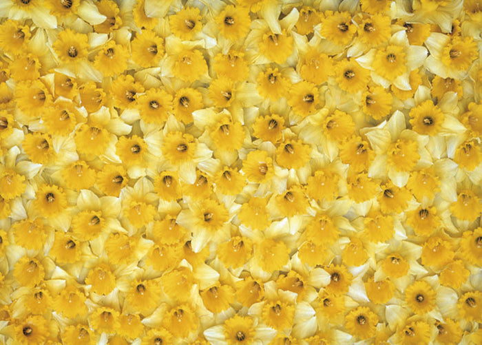 Gift Wrapping Paper - Daffodils