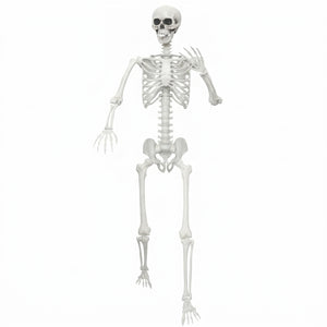 Giant Skeleton 165CM – Life-Size Spooky Decor