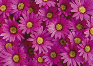 Gift Wrapping Paper - Pink Daisy