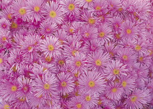Gift Wrapping Paper - Pink Aster