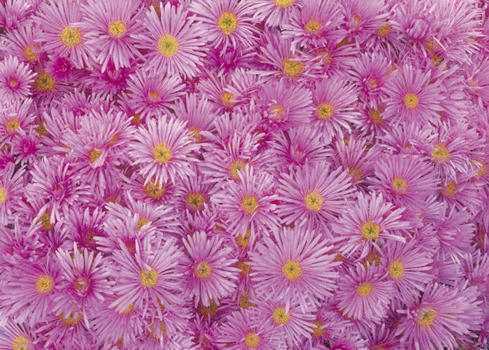 Gift Wrapping Paper - Pink Aster