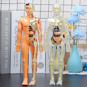 Human Anatomy Model Set - 30pcs