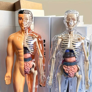 Human Anatomy Model Set - 30pcs