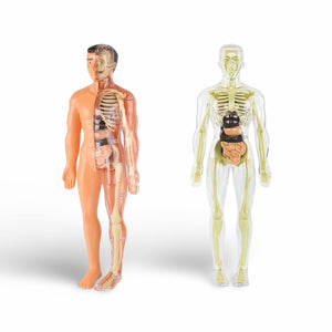 Human Anatomy Model Set - 30pcs