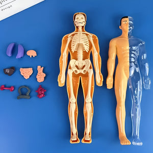 Human Anatomy Model Set - 30pcs