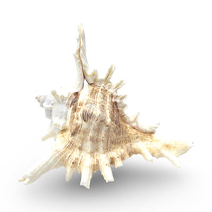 Murex Ramosus (Sea Snail) 10-15cm