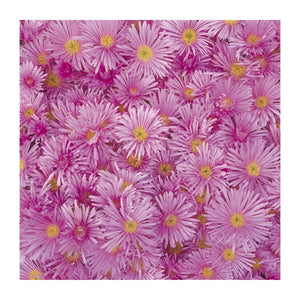 Gift Wrapping Paper - Pink Aster