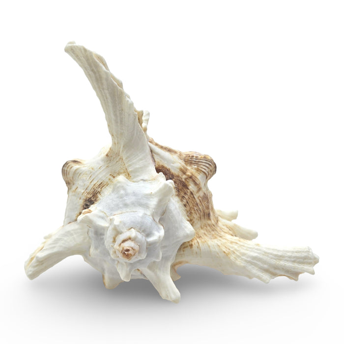 Murex Ramosus (Sea Snail) 10-15cm