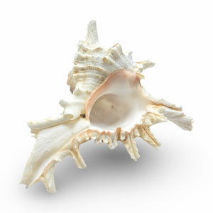 Murex Ramosus (Sea Snail) 10-15cm