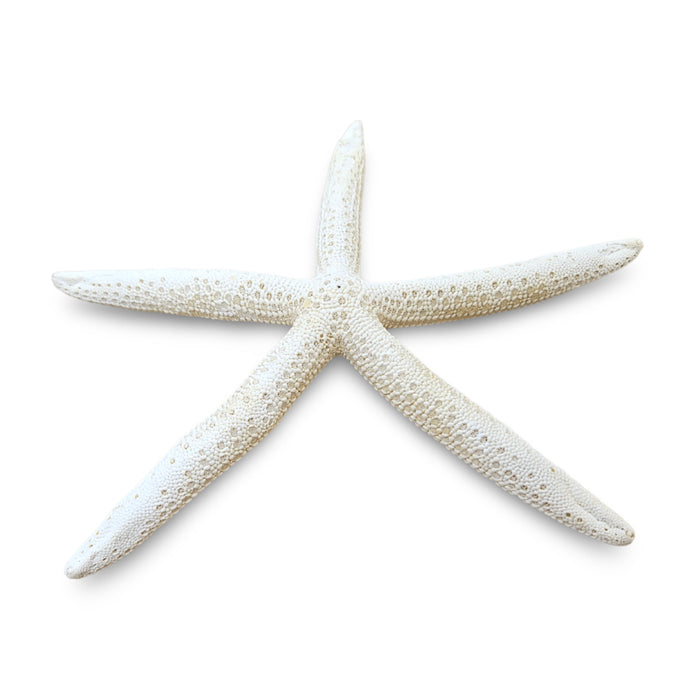 Pointed Starfish White 20-25cm