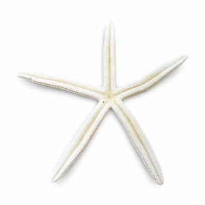 Pointed Starfish White 20-25cm