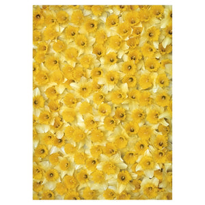 Gift Wrapping Paper - Daffodils