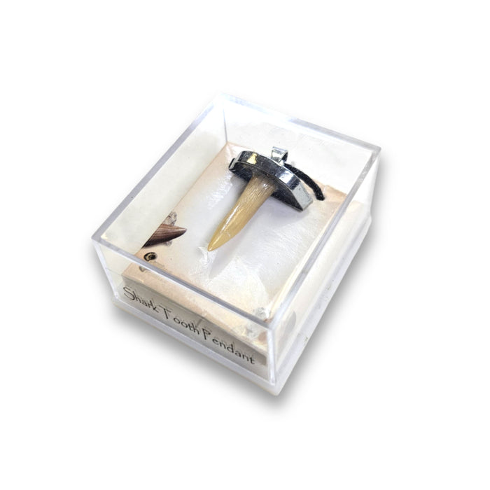 Fossil Shark Tooth Pendant (Small)