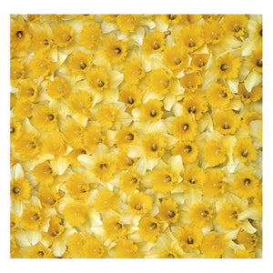 Gift Wrapping Paper - Daffodils