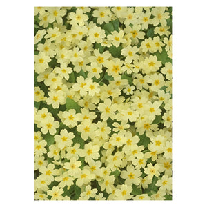 Gift Wrapping Paper - Primrose