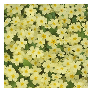 Gift Wrapping Paper - Primrose