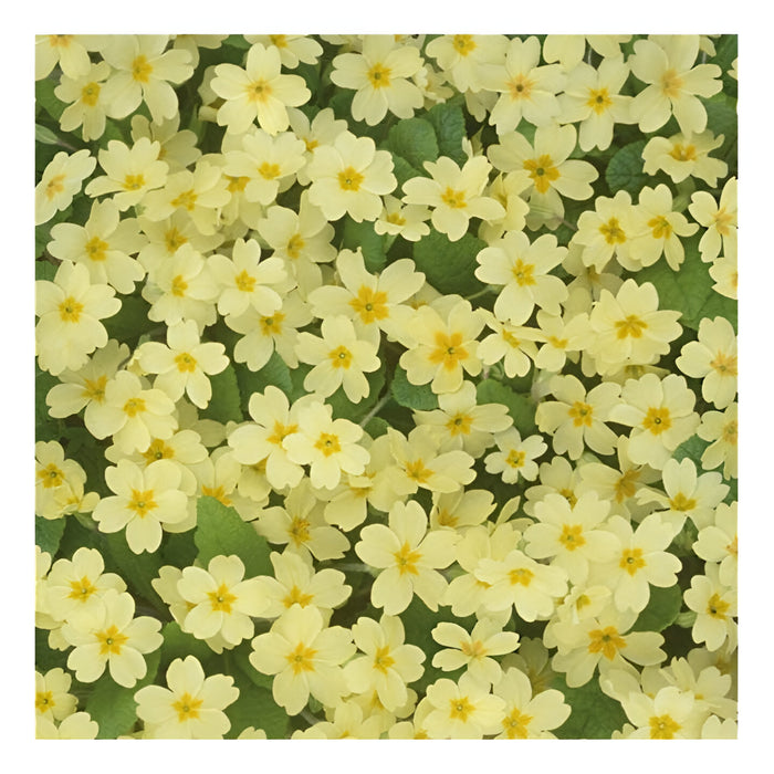 Gift Wrapping Paper - Primrose