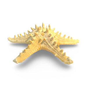 Long Spine Thorny Starfish