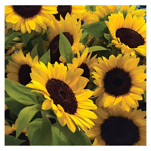 Happy Yellow Sunflowers  - Card