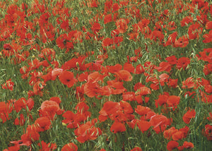 Gift Wrapping Paper - Poppies