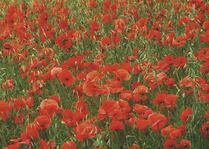 Gift Wrapping Paper - Poppies