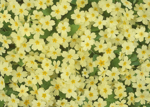 Gift Wrapping Paper - Primrose