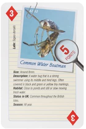 52 Ways Nature Series Playing Cards - Insects and Spiders