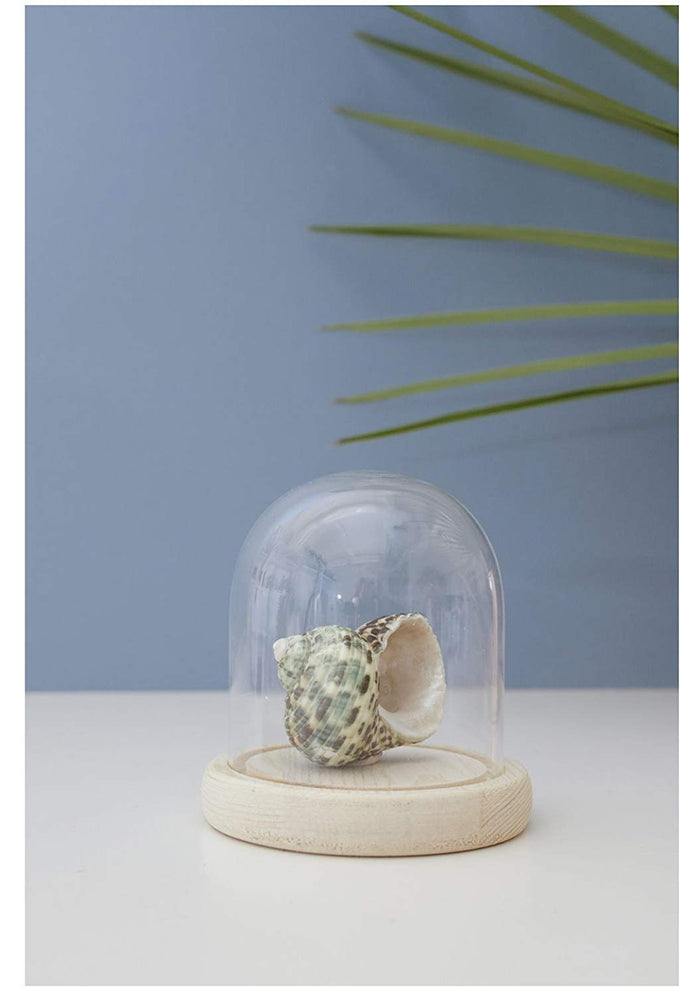 Small Bell Jar With Wood Base