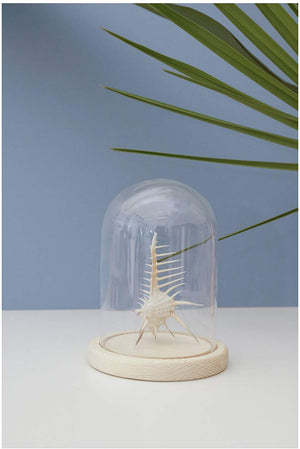 Bell Jar With Wood Base - Large